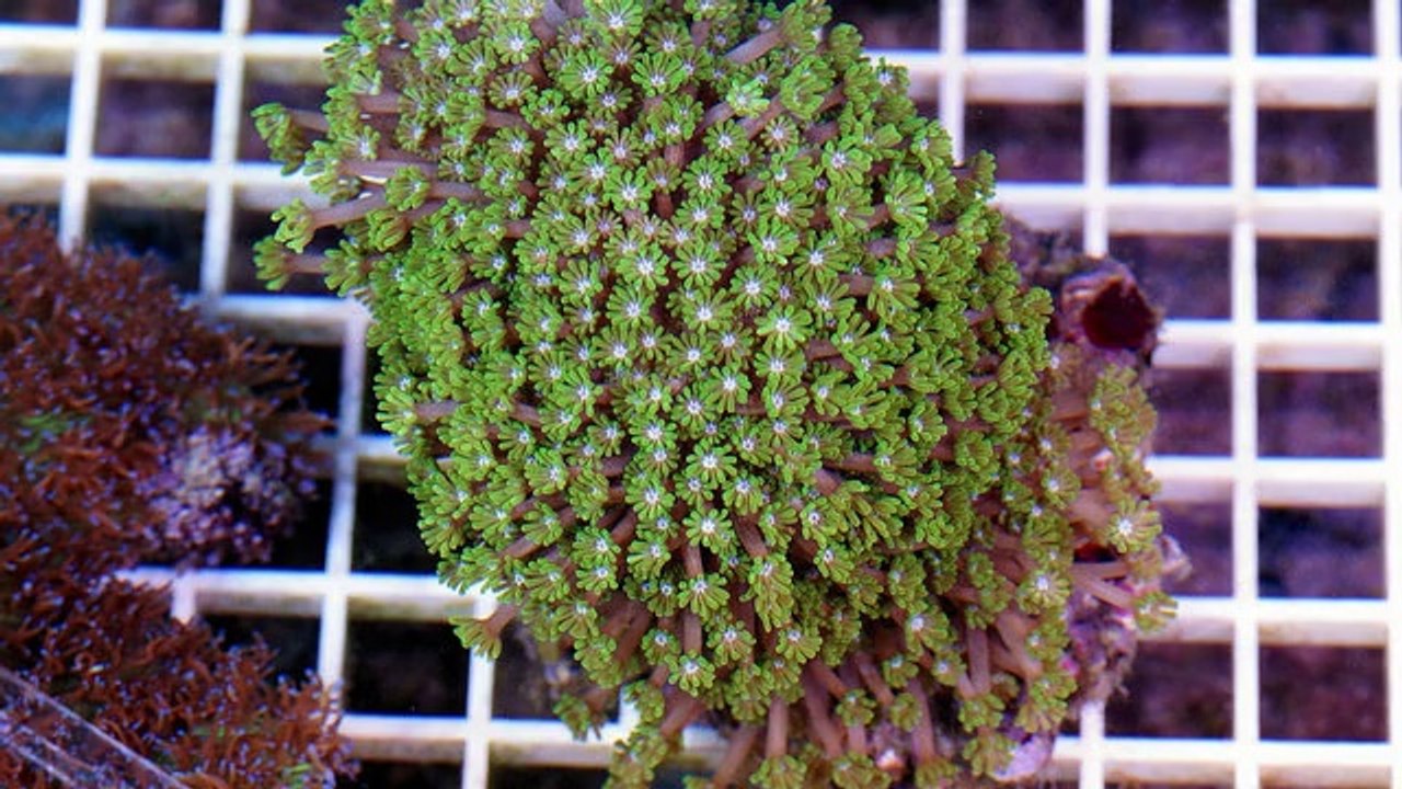 How to get a Website Indexed Fast