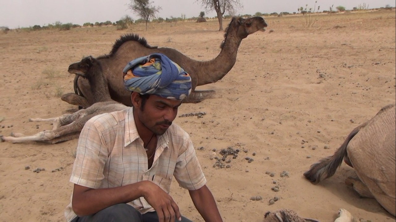 Animaux au Rajasthan