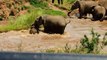 Elephants Dramatically Save Young Calf Pulled By Powerful River Current