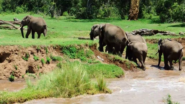 Une maman éléphant sauve son petit de la noyade!