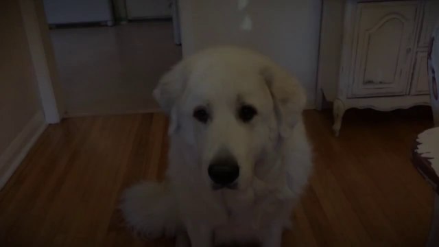 Un chien galère pour attraper ses gourmandises. Hilarant!