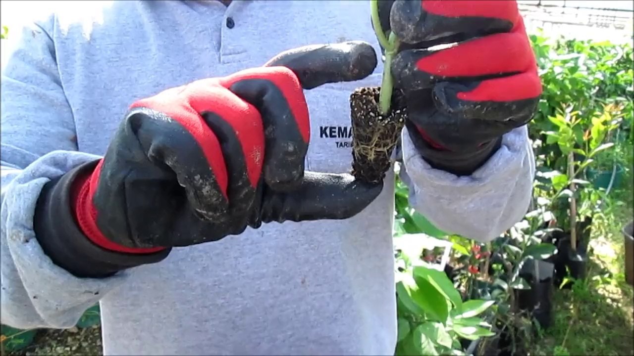 Karpuz Fidesi Dikimi Nasıl Yapılı Karpuz Fidesi Satışı Fiyatları