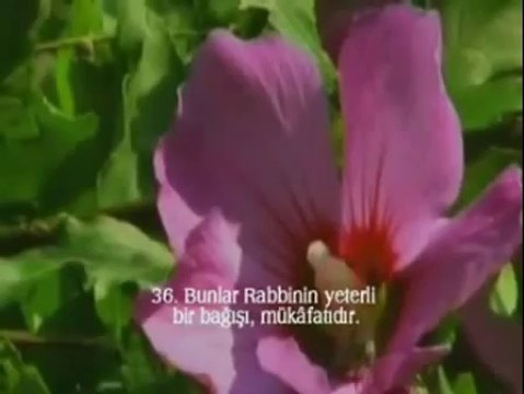 Abdulbasit Abdussamed - Nebe (Amme) Suresi ve Meali - Listen Quran (onlinekuran.net)