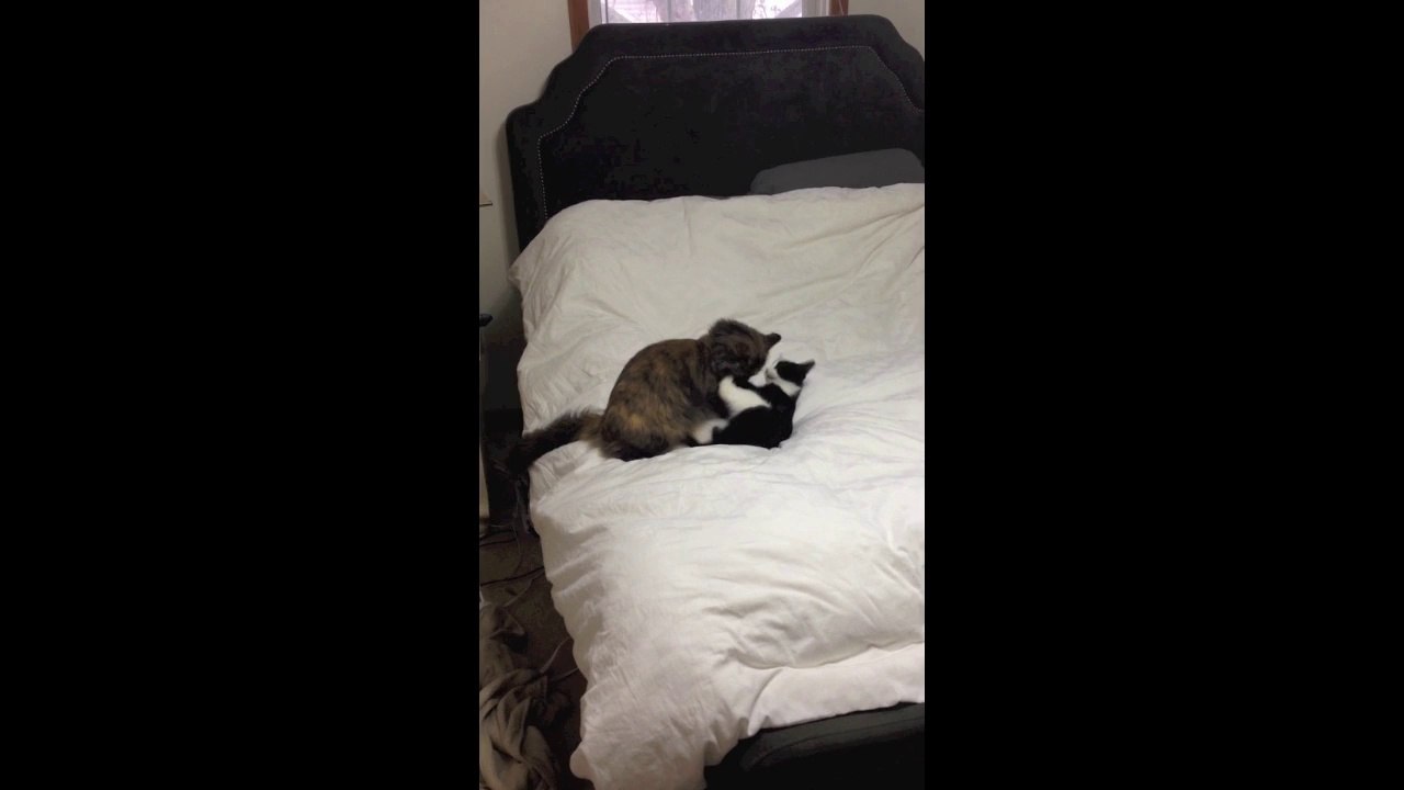 Ron Sandack Kitty Fights Again - LOL