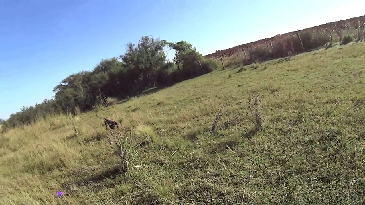 Chasse en Argentine mai 2014 VC