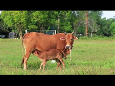 GAAYE (COW) DOODH SUKHA GAIE HAE VERY INTERESTING CALL DR.ASHRAF SAHIBZADA