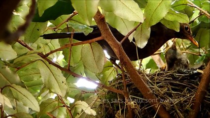 Merle noir, manger et rester propre - épisode 4