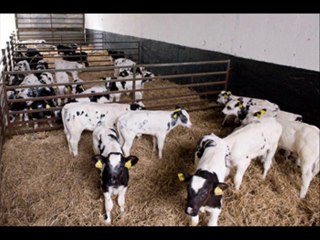 DAIRY FARMING WACHHIAN TAY HORE MASALIAN DA HUL DR.ASHRAF SAHIBZ