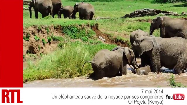 VIDÉO - Un éléphanteau sauvé de la noyade par son troupeau