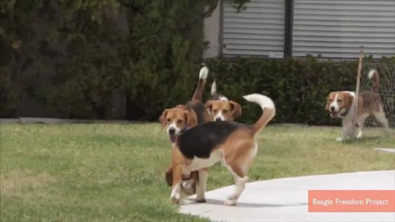 Beagles Caged for Whole Lives Walk on Grass for First Time