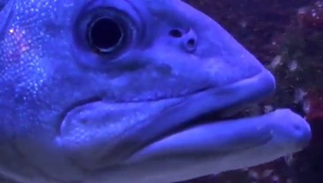 AQUARIUMS Musée océanographique de MONACO.