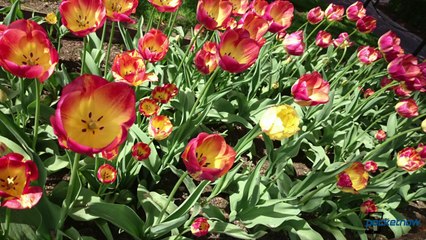 Xperia Z2 Review  Worth Every Penny