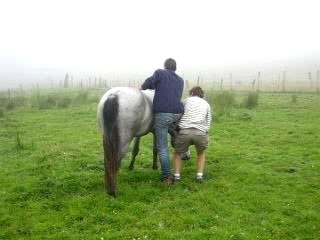 Cheval Connemara 1