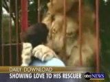 Lion Hugs And Kisses