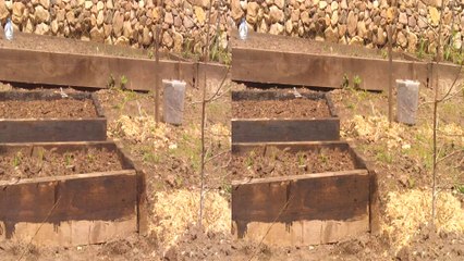 3D Full HD Птичка