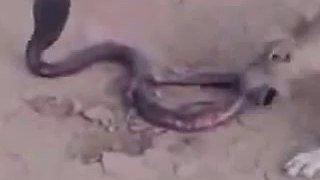Snake and dog fight pakistan