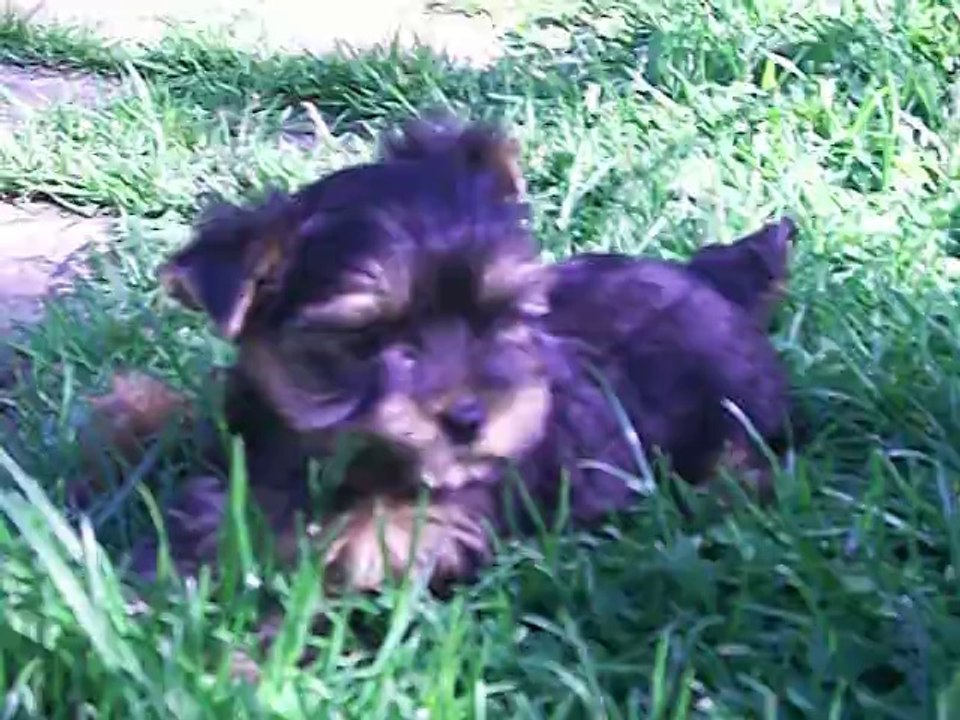 JEMINI CRIQUET âgé de 8 semaines. 1ère sortie à l' extérieur...