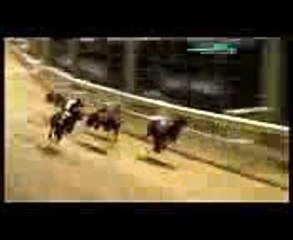 final detby ingles 2010(greyhound)