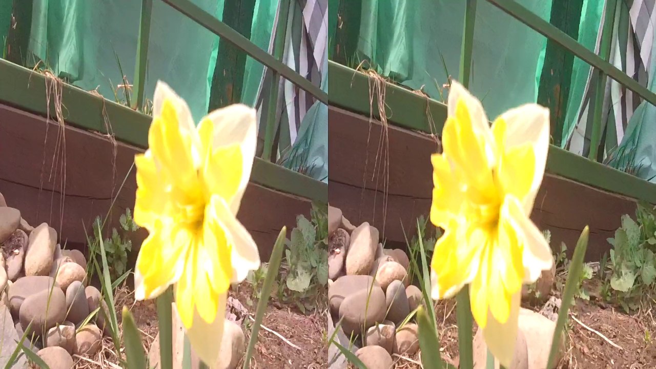 3D Желтые цветы