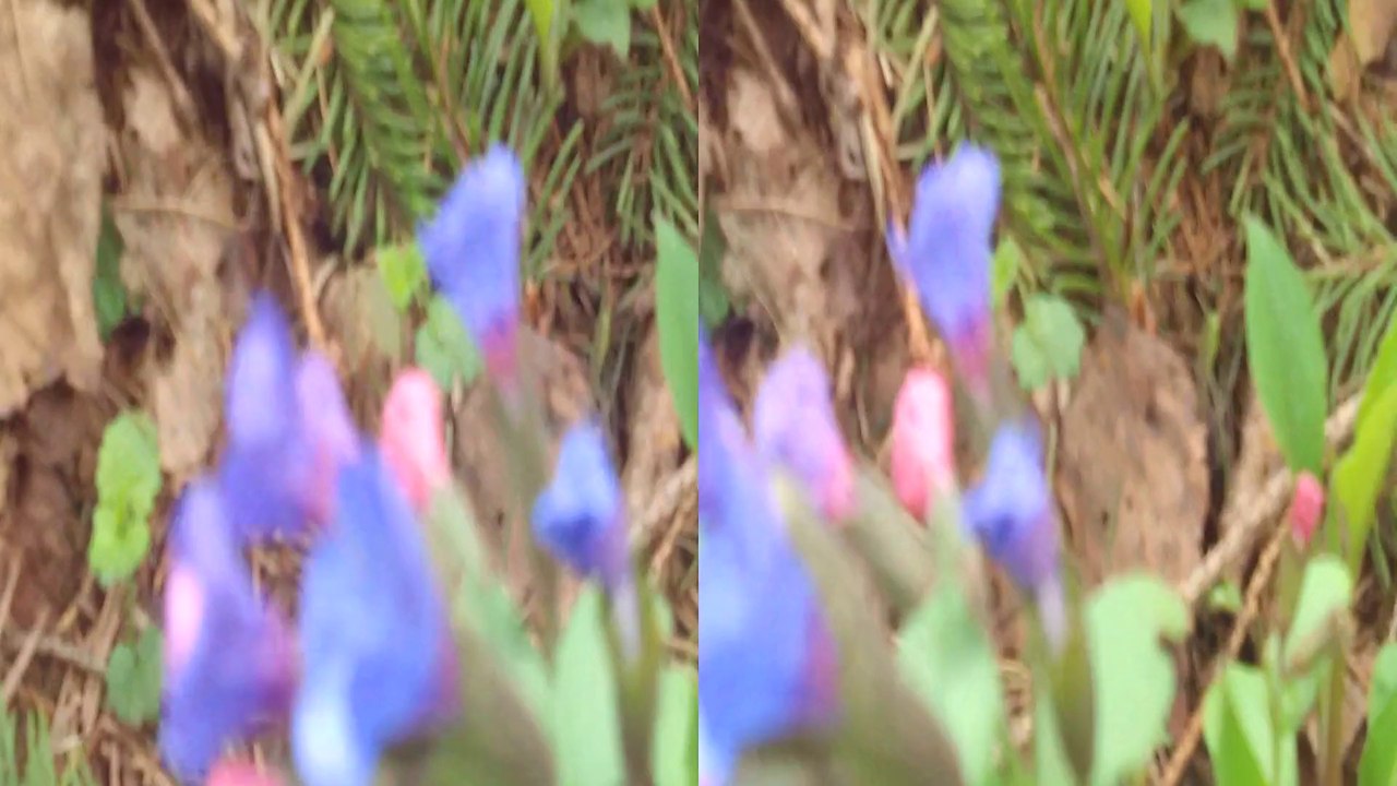 3D Незабудки