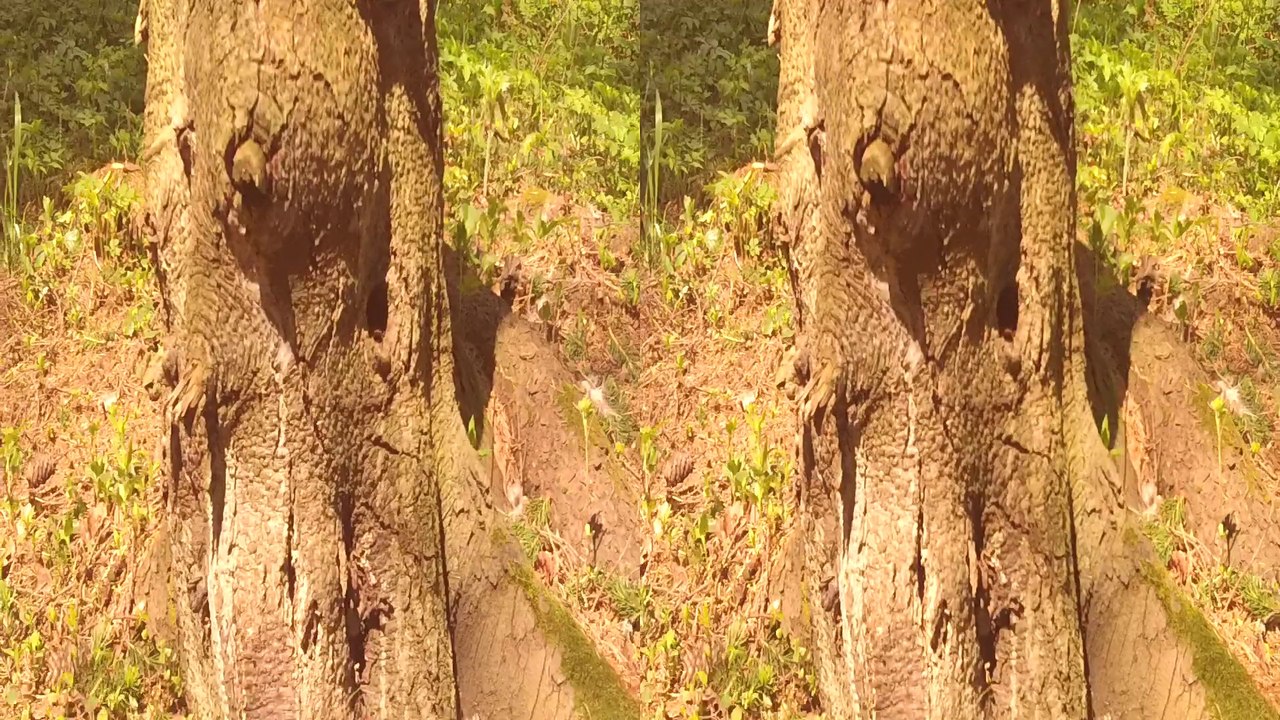 3D Пенек