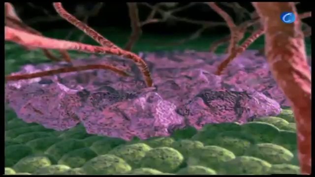 Científicos españoles descubren que una proteína influye en el desarrollo del cáncer