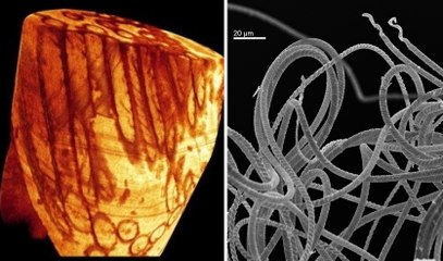 Oldest Sperm In The World: Perfectly Fossilized Sperm Cells Found In Australia