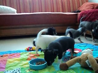 Mes "bébés" chihuahua