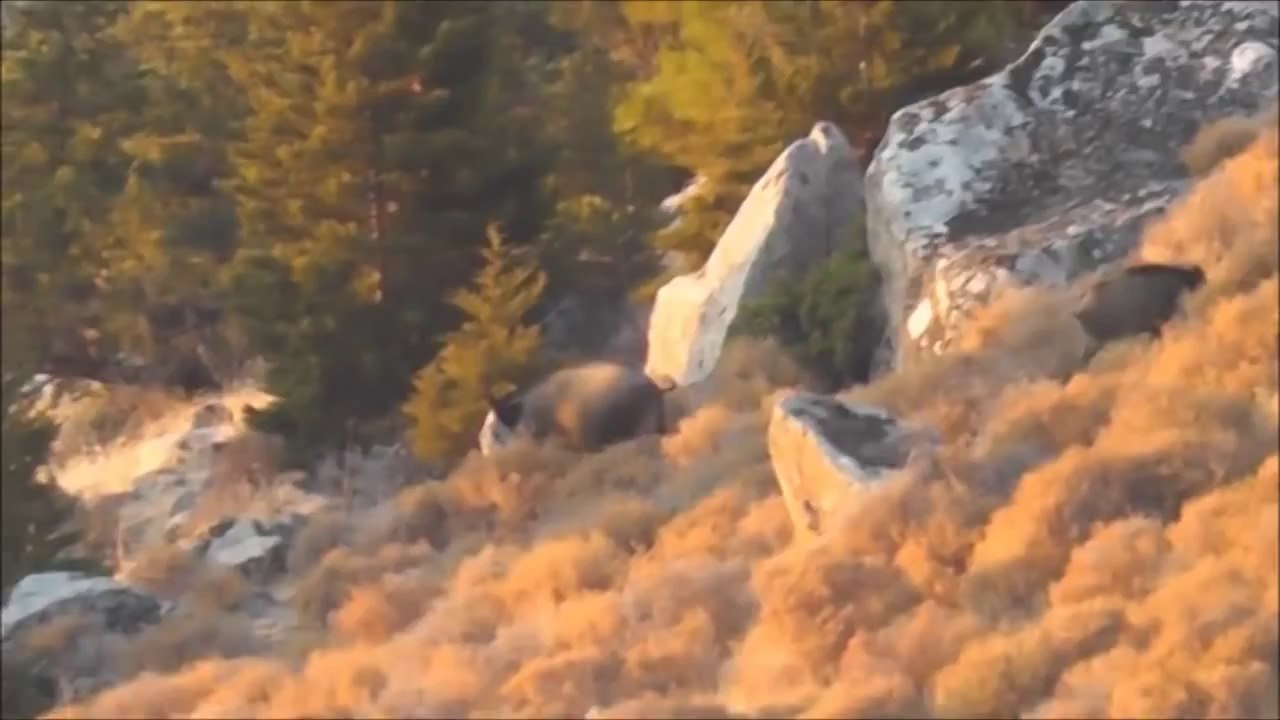 domuzlar  ve pozalar  doğadan kendi çekimim ..hd