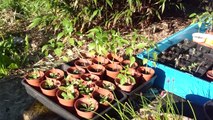 dandelion seedlings