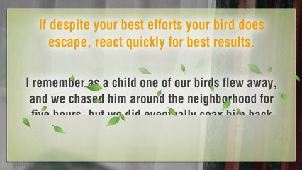 Help, My Cockatiel has Flown Away