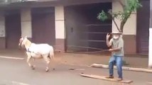 Crazy guy pulled by a horse, and surfing in the street!