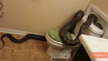 Woman Finds 12-Foot Python in Bathroom