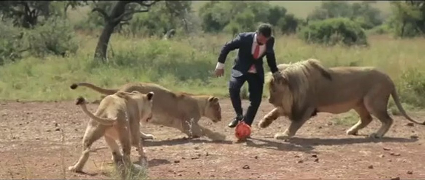 Kevin Richardson plays soccer with... lions
