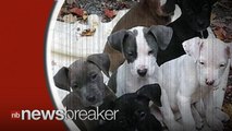 Mother/Daughter Arrested on Warrant After Leaving Pit Bull and 8 Puppies to Die