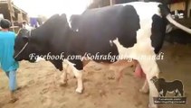 Amir Dilpasand Cattle Farm Big  Bull for 2014