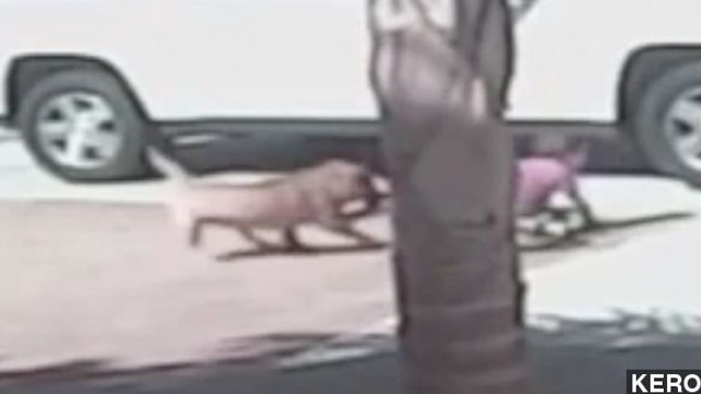 Family Cat Saves Little Boy From Dog Attack