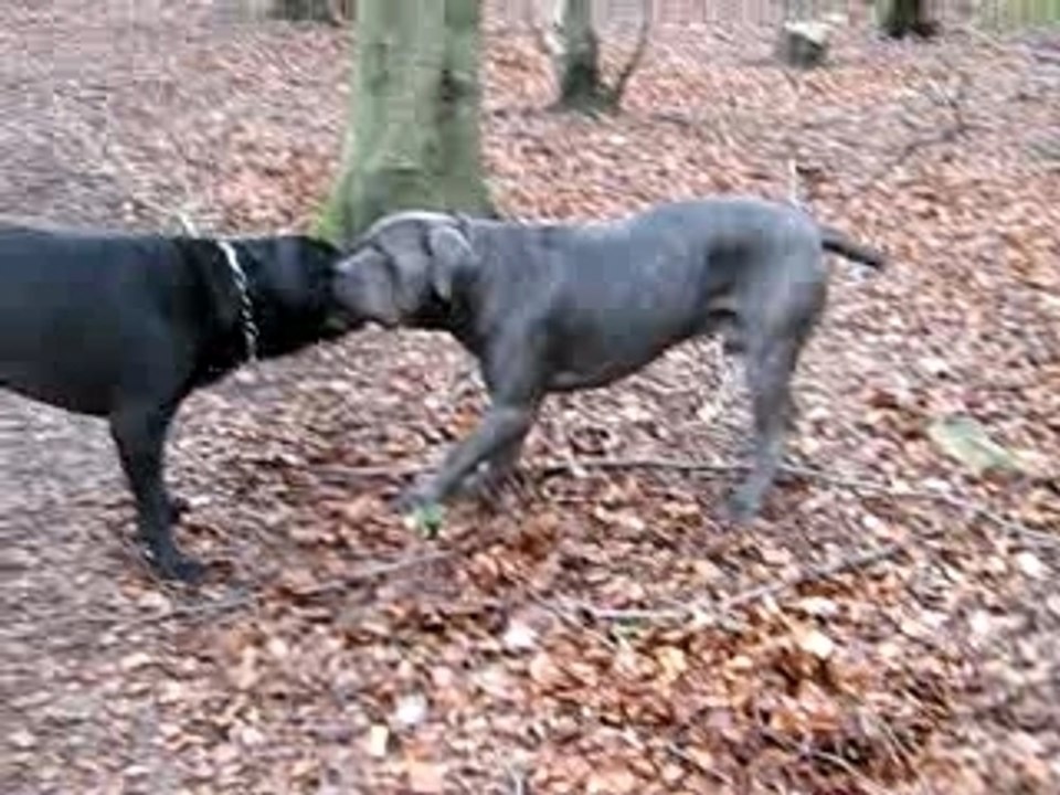 Erwan et Anakin aux bois