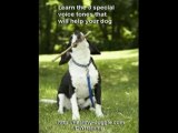 Dog Obedience Training Secrets