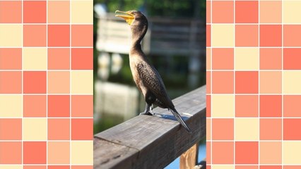 Top 10 Strangest eBay Items Ever Sold.