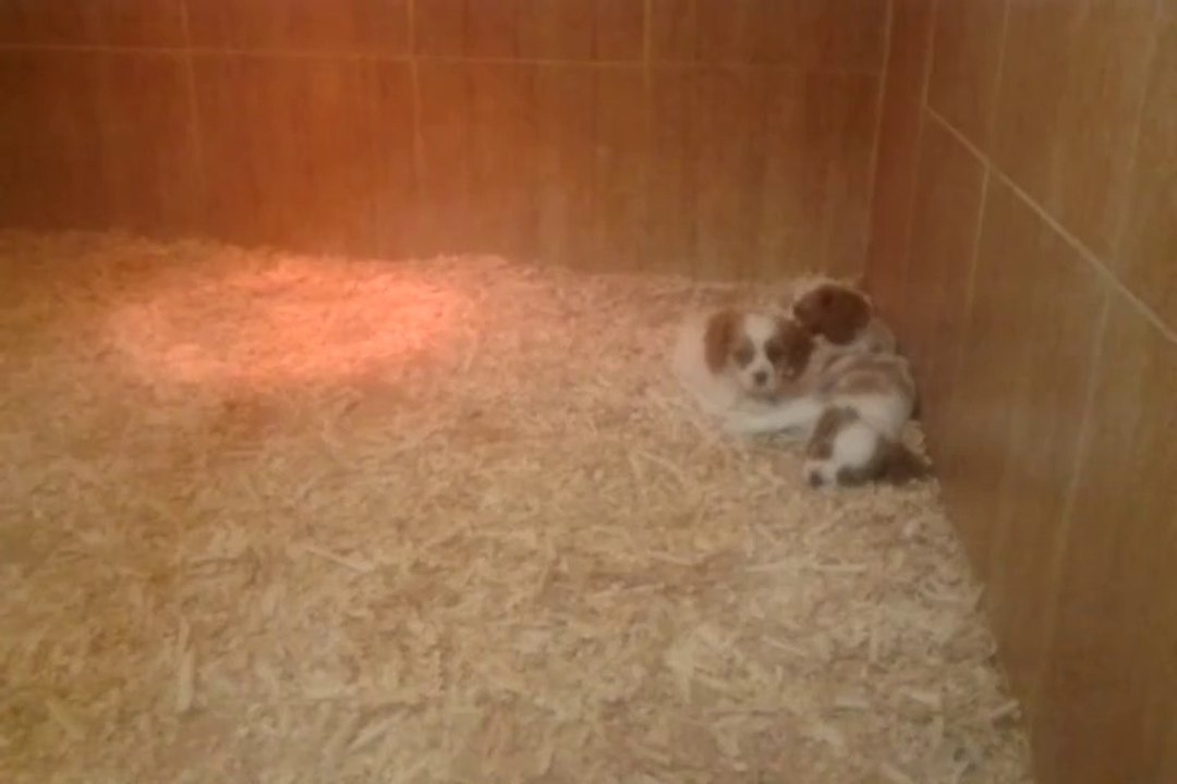 cavalier king charles yavrusu 0534.467.69.79