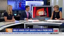 Hero Cat Saves Young Boy From Dog Attack In Bakersfield - Saves Child CCTV VIDEO Kid