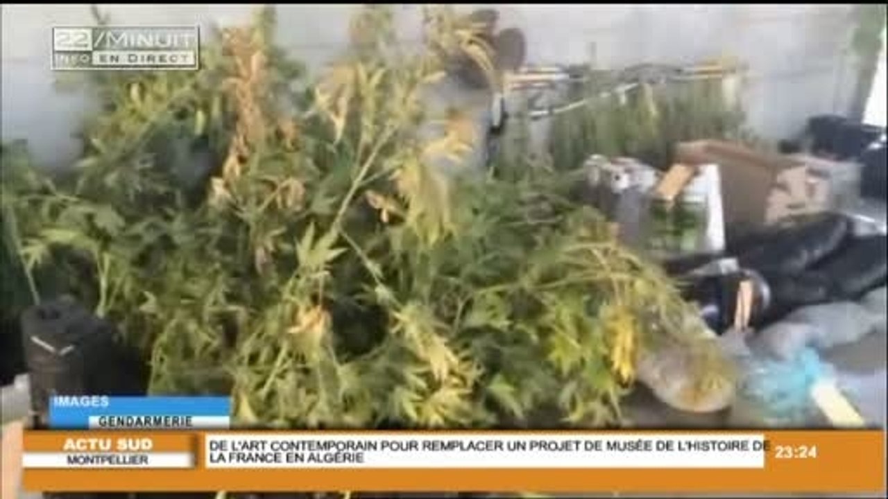 170 pieds de cannabis saisis à Vauvert