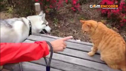 ゼロからの手打ち蕎麦　実践 評価 評判 検証 動画 ブログ 特典 購入 レビュー