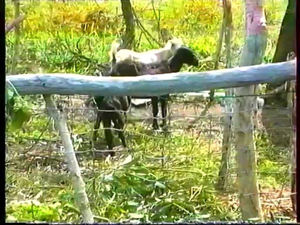 Souvenirs NOUVELLE CALÉDONIE  1997 (1/4)