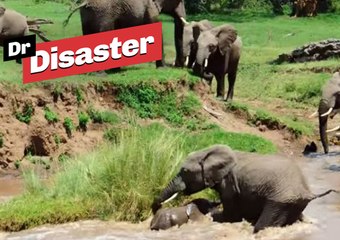 Un éléphanteau sauvé des eaux par sa mère / Dr Disaster