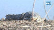 Bazoulé..parc de crocodiles sacrés à ciel ouvert