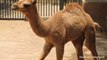 Baby Camel Born at Mexico City Zoo Was Rejected by Mother