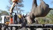 Elephant Hangs Upside Down During Relocation
