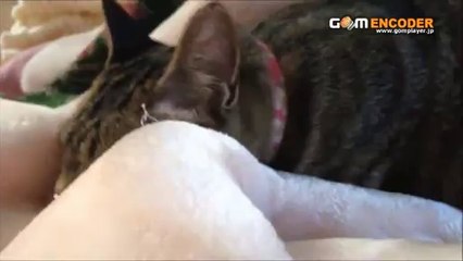 リスクヘッジ・フィッシング　　ＩＮ北海道　渓流超穴場ガイド　実践 評価 評判 検証 動画 ブログ 特典 購入 レビュー